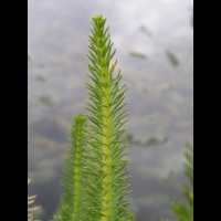 Pesse d'eau, Hippuris vulgaris (fam Plantaginacees) (2)